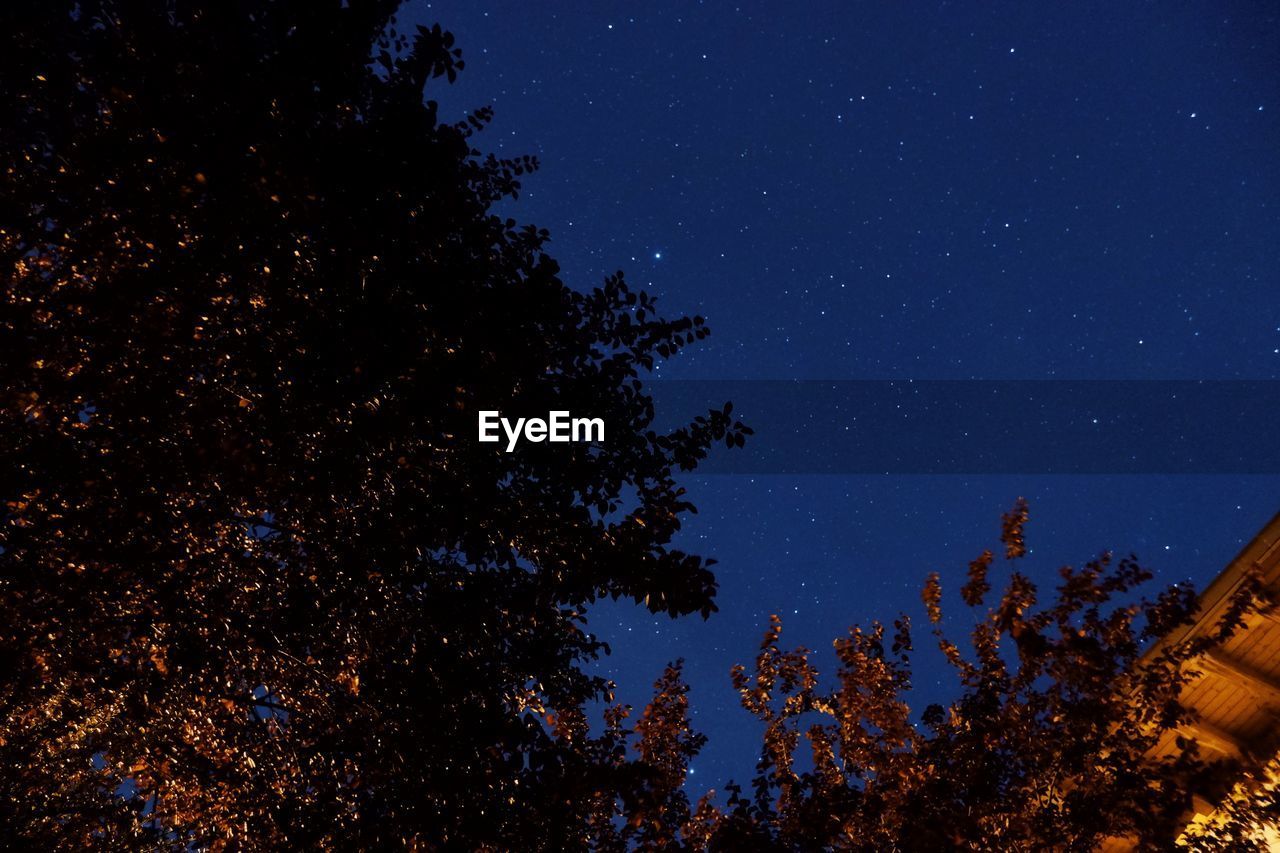 LOW ANGLE VIEW OF TREES AGAINST STAR FIELD AT NIGHT