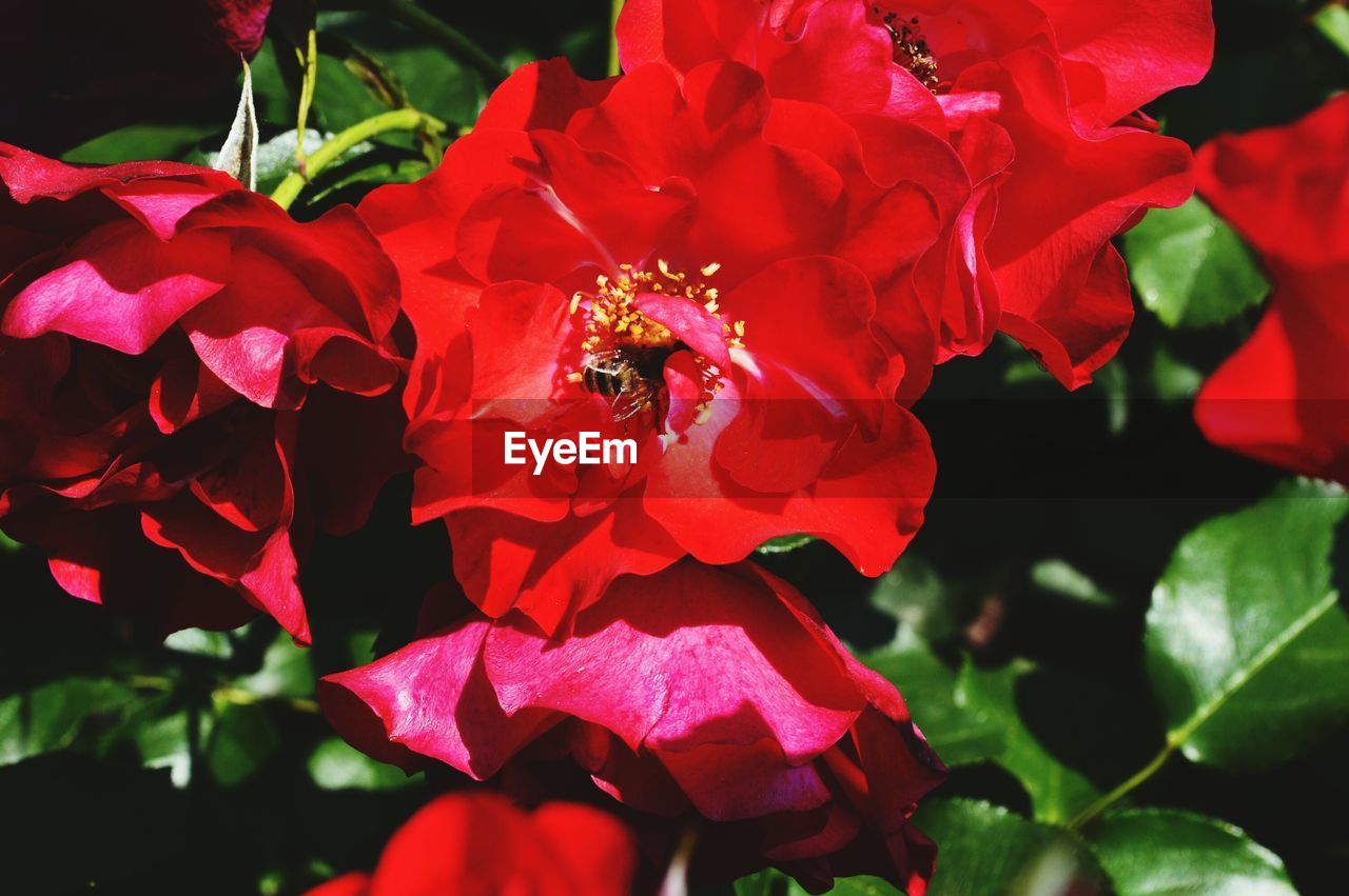 CLOSE-UP OF BEE POLLINATING ON RED ROSE