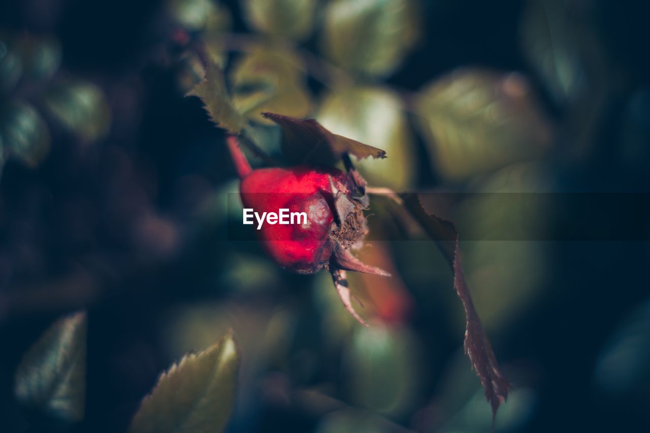 CLOSE-UP OF RED ROSE ON PLANT