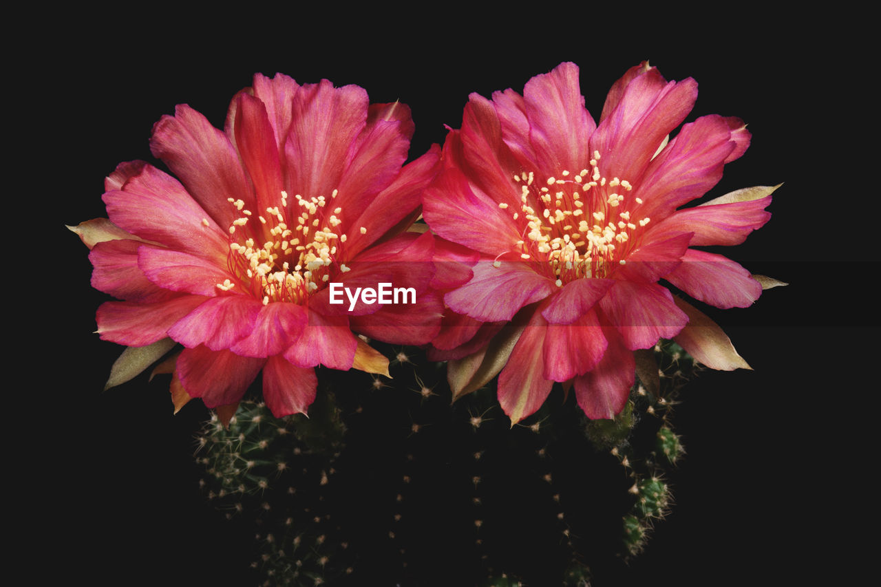 CLOSE-UP OF PINK FLOWER