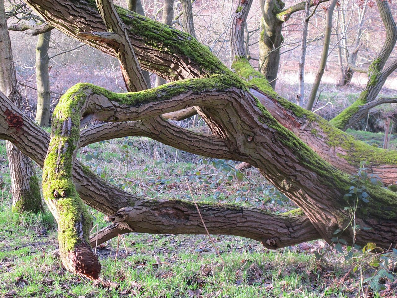 CLOSE-UP OF PLANT AGAINST TREES