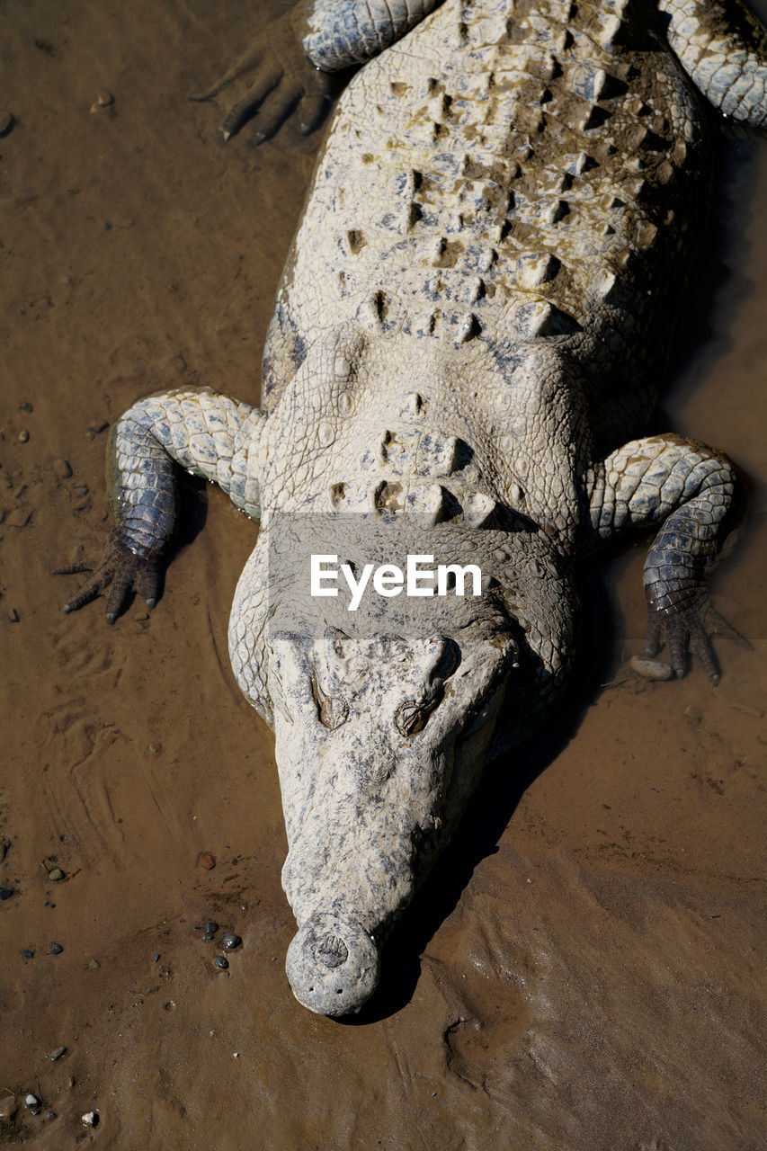 animal, animal themes, crocodile, animal wildlife, wildlife, one animal, reptile, water, animal body part, nature, no people, land, sand, high angle view, alligator, outdoors, warning sign