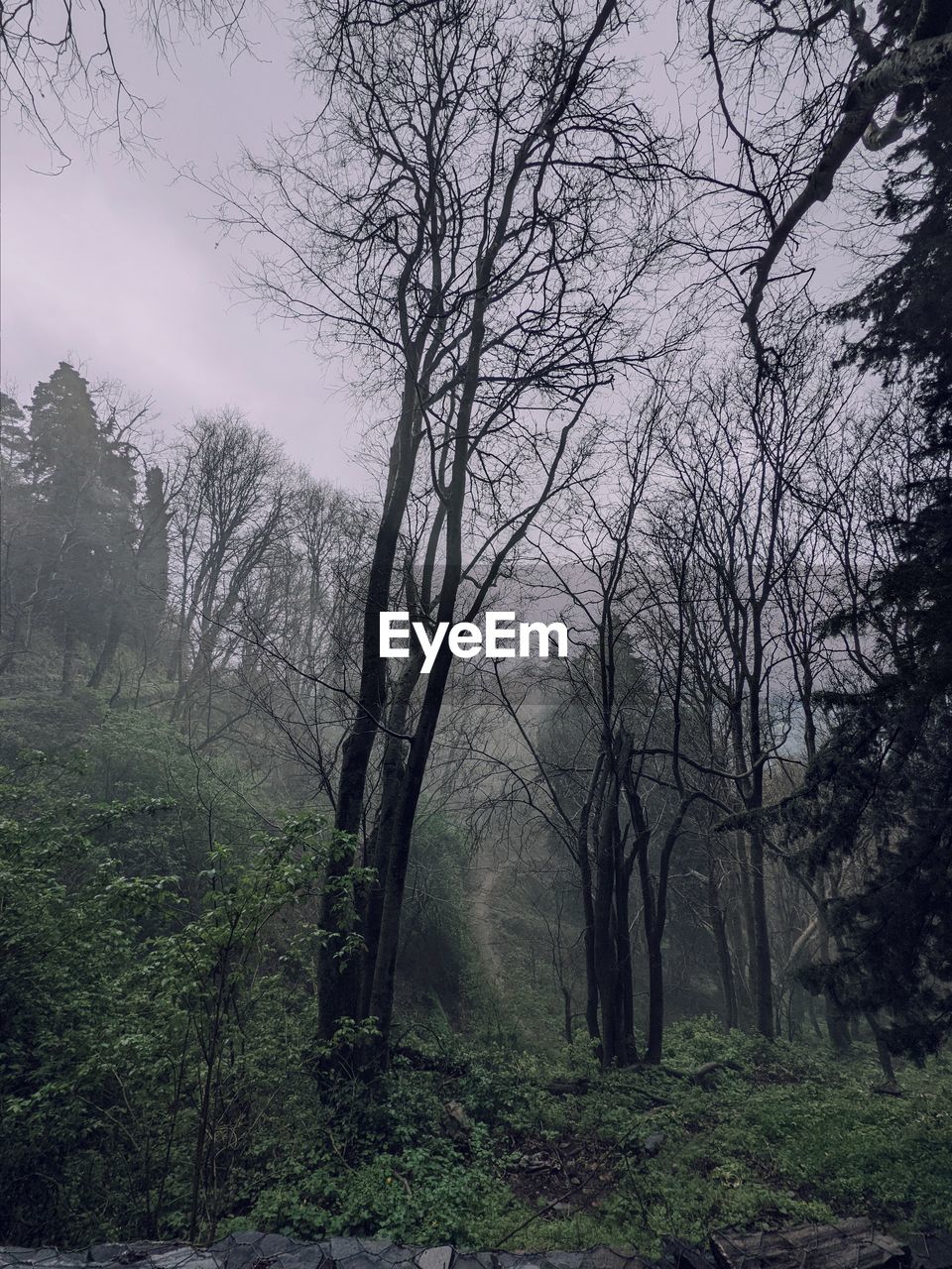 trees in forest against sky