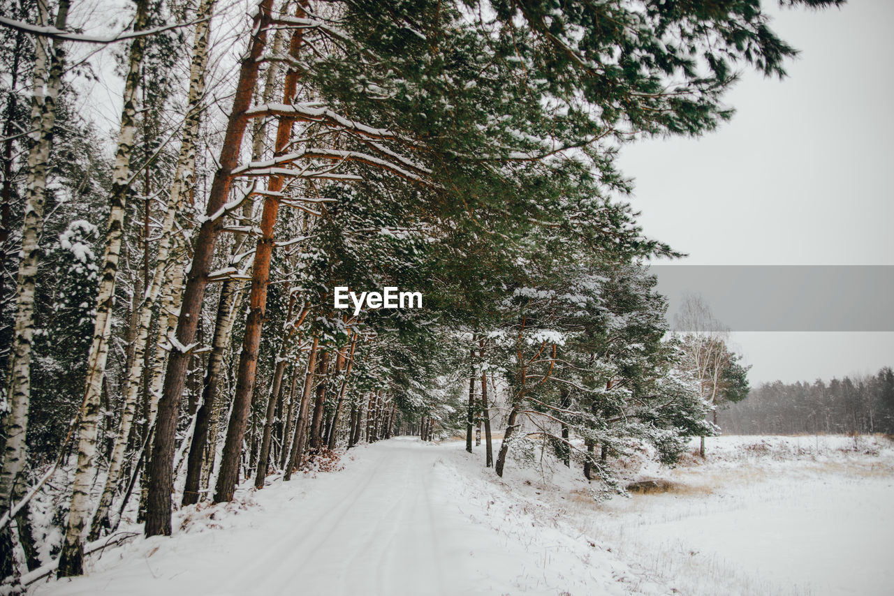 SNOW COVERED ROAD AMIDST TREES