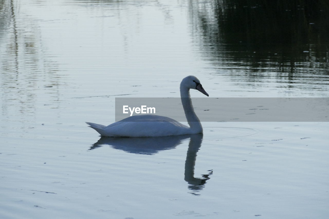 SWANS SWIMMING IN LAKE