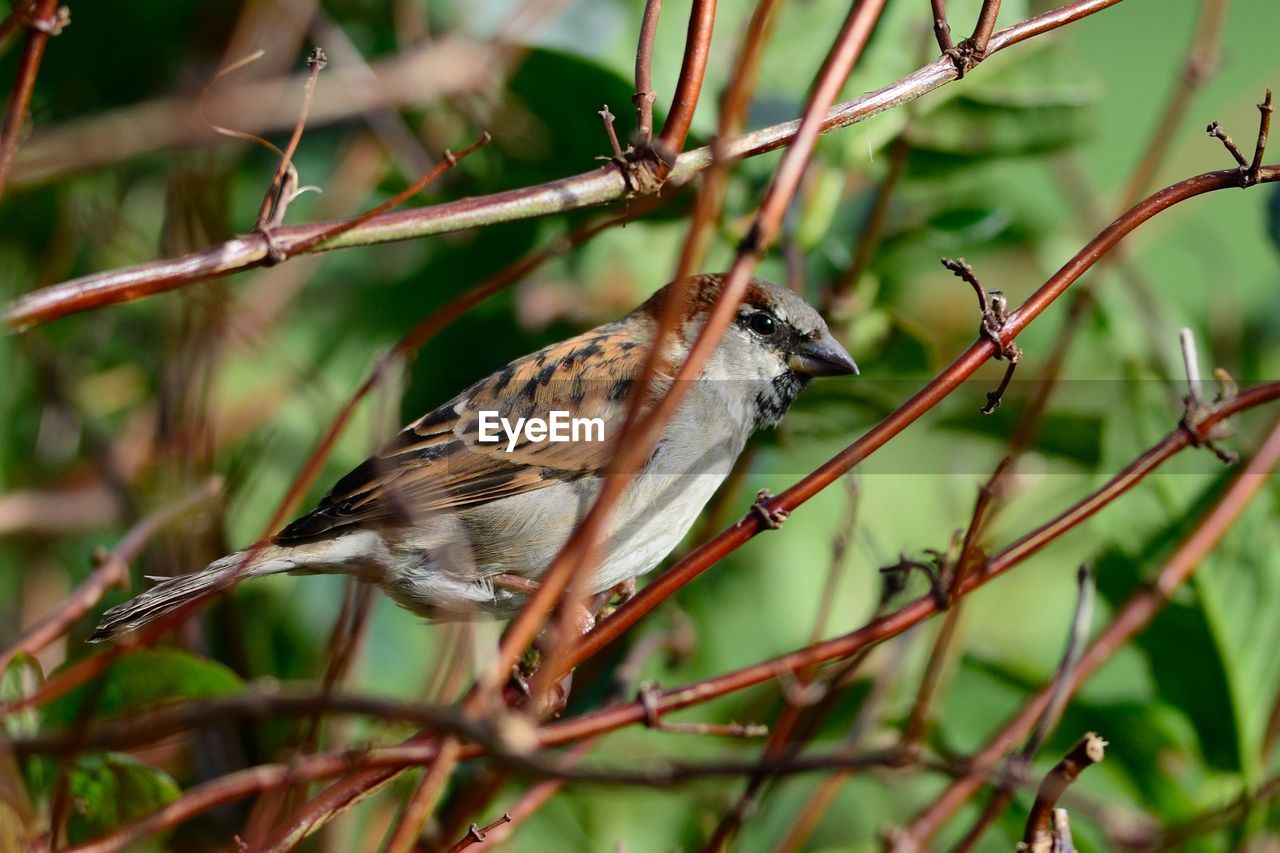 Close-up of insect on branch