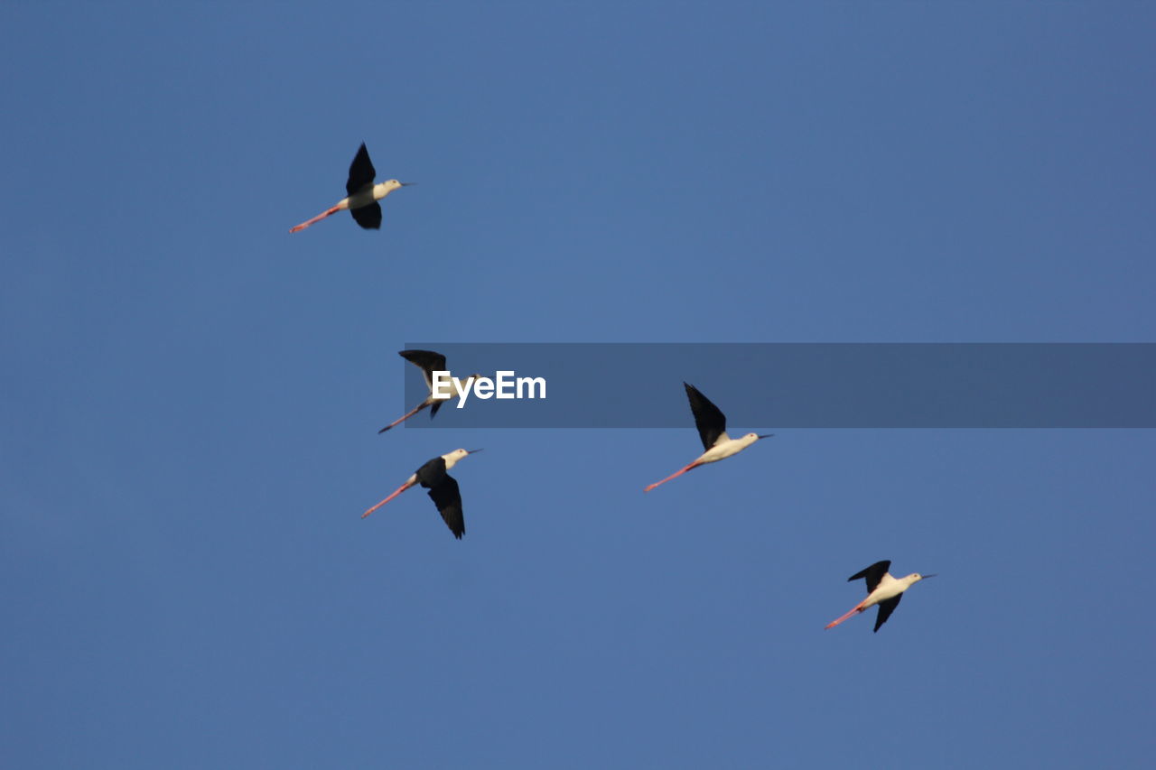 LOW ANGLE VIEW OF BIRDS FLYING AGAINST CLEAR SKY
