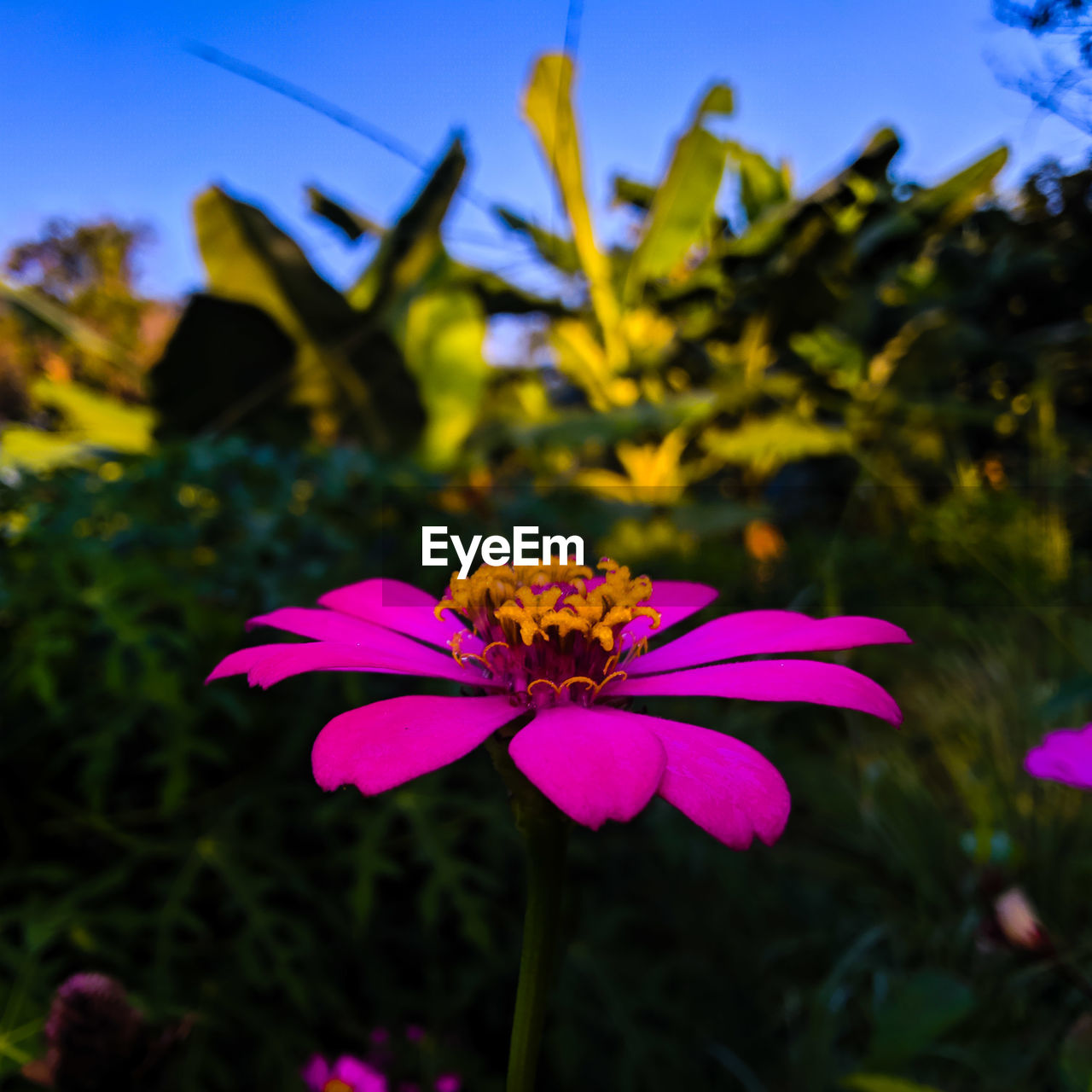 CLOSE-UP OF PINK FLOWER BLOOMING