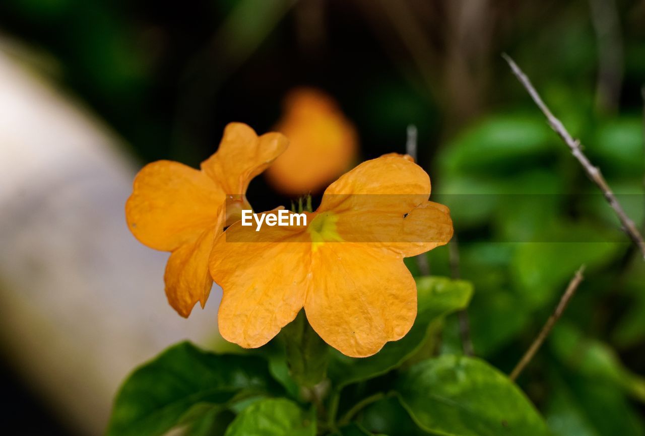 Close-up of yellow flowering plant