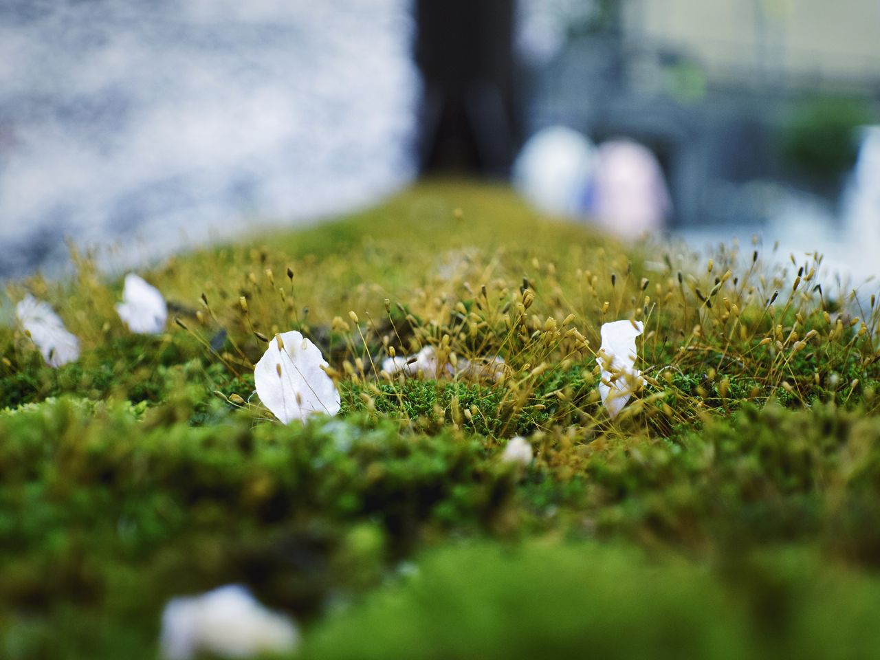 Surface level of grassland