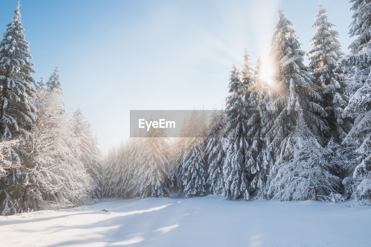 trees on snow covered landscape