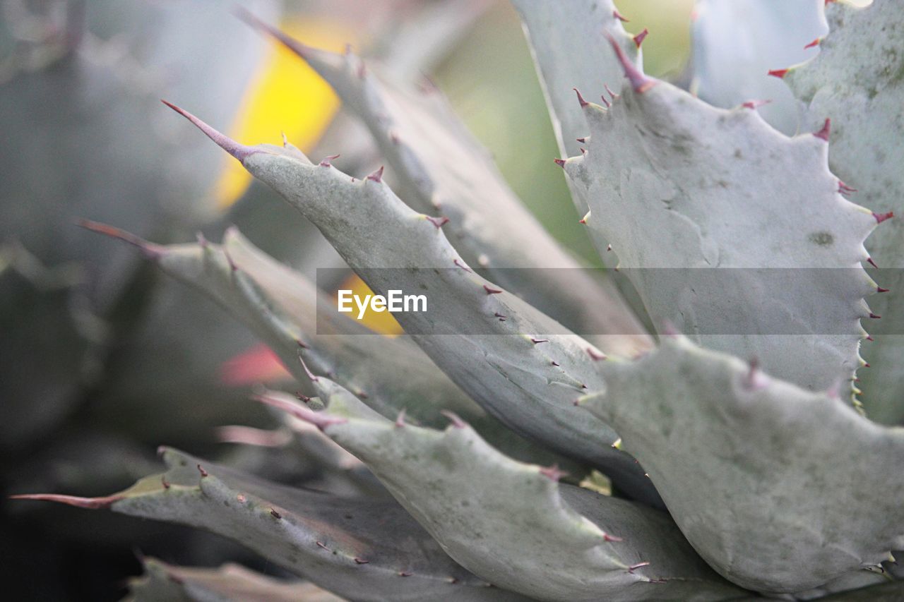 CLOSE-UP OF SUCCULENT PLANTS