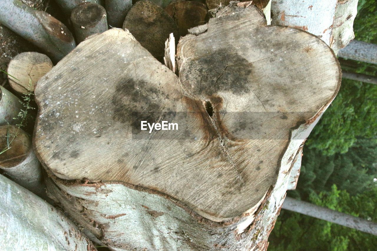 High angle view of chopped tree stump