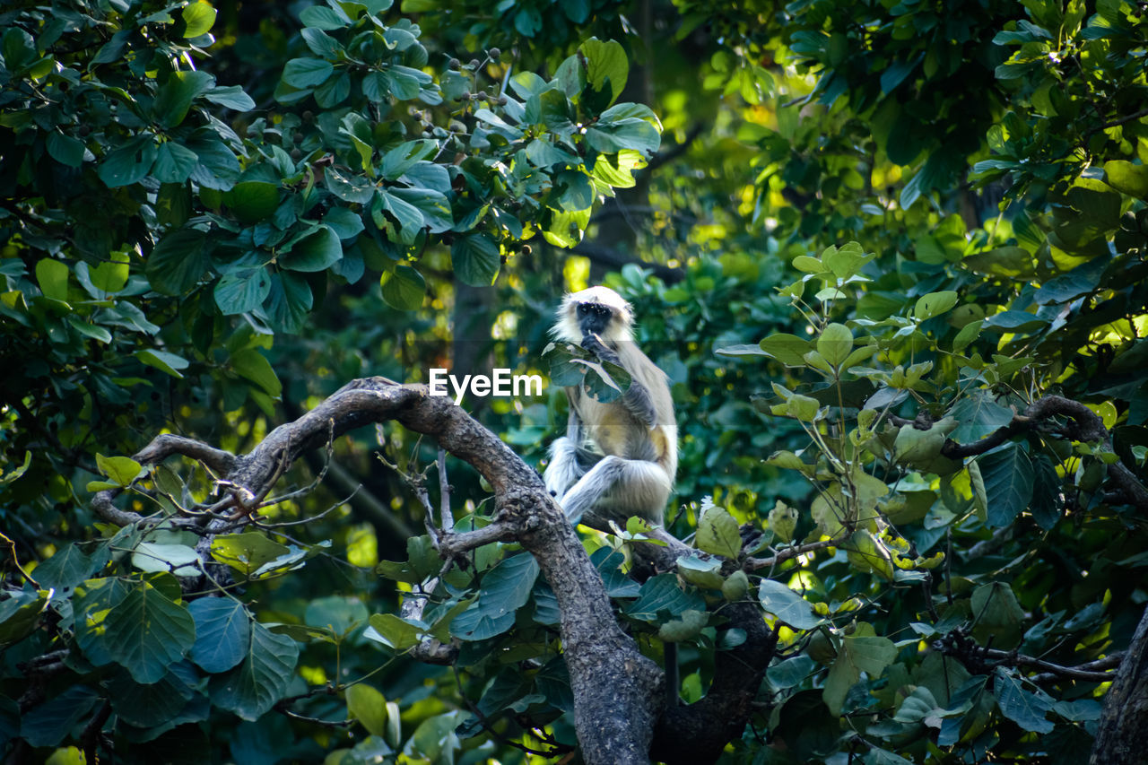 Picture of monkey eat green leaf on a tree