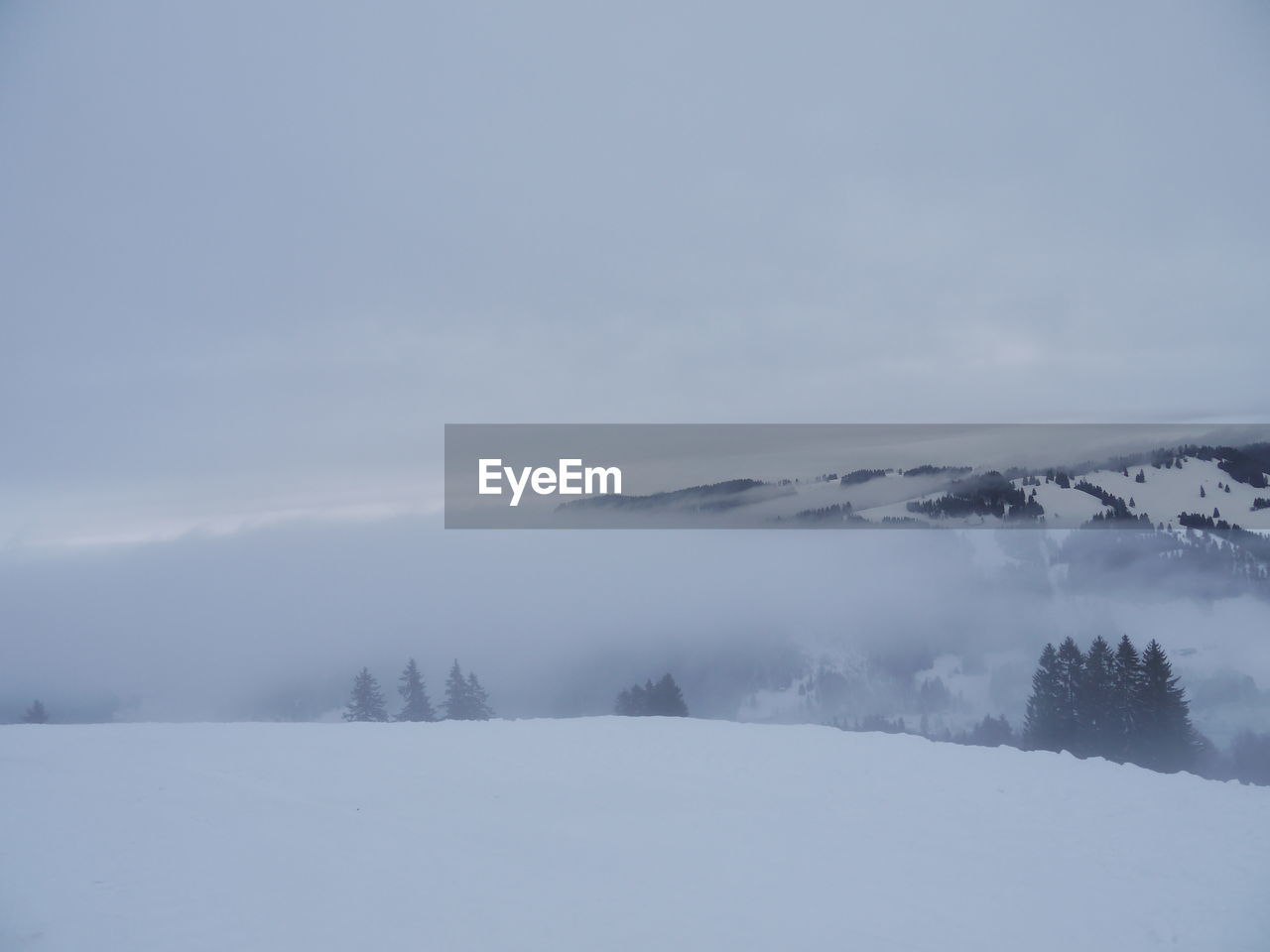 SNOW COVERED TREES AGAINST SKY