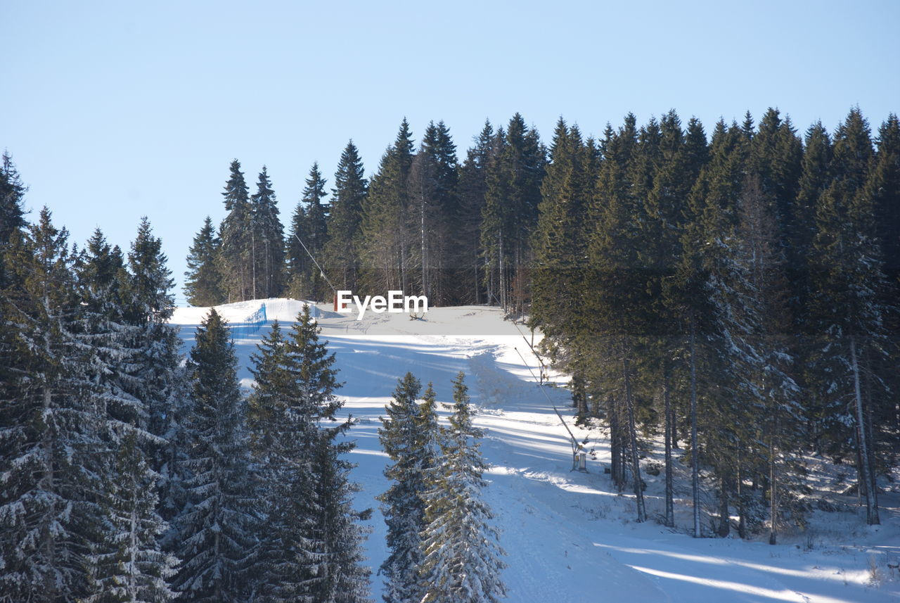 TREES ON SNOW COVERED LAND AGAINST SKY