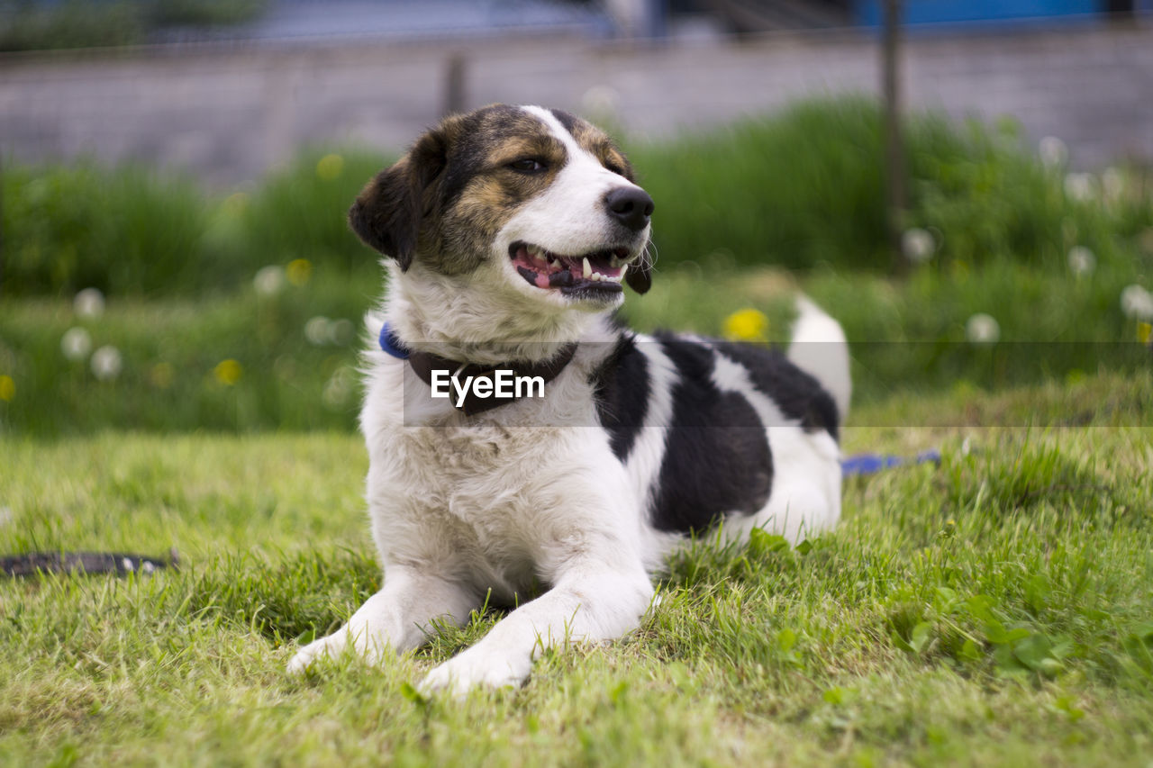 Dog looking away on field