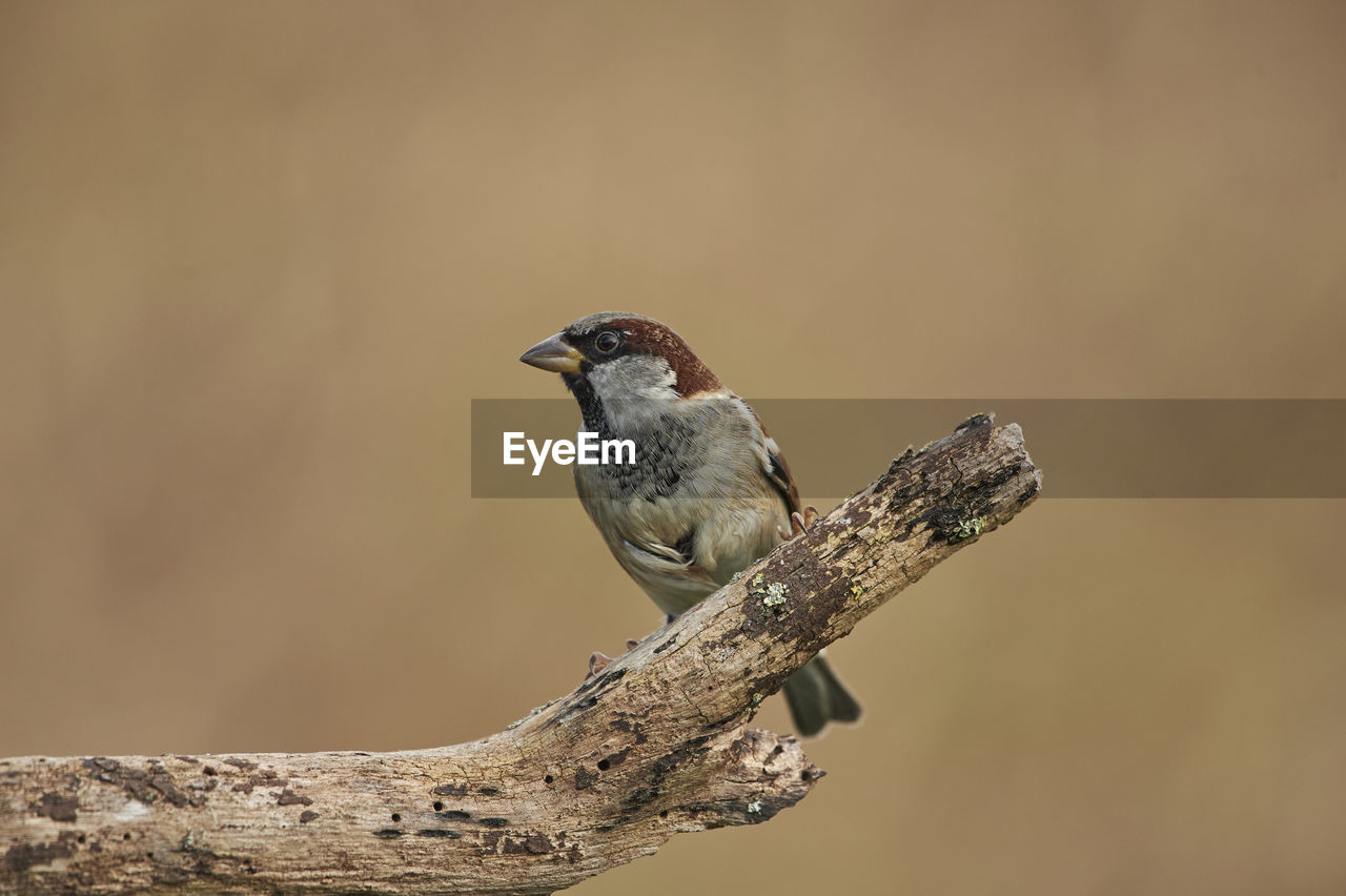 Close-up of bird perching on branch