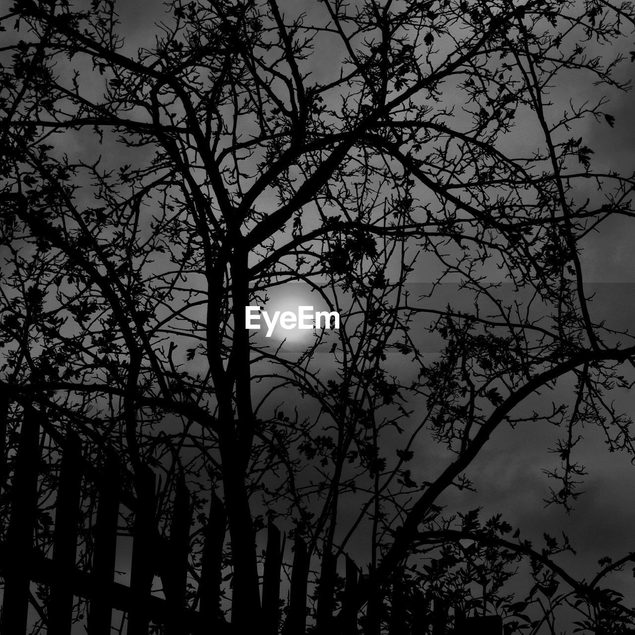 LOW ANGLE VIEW OF BARE TREE AGAINST SKY