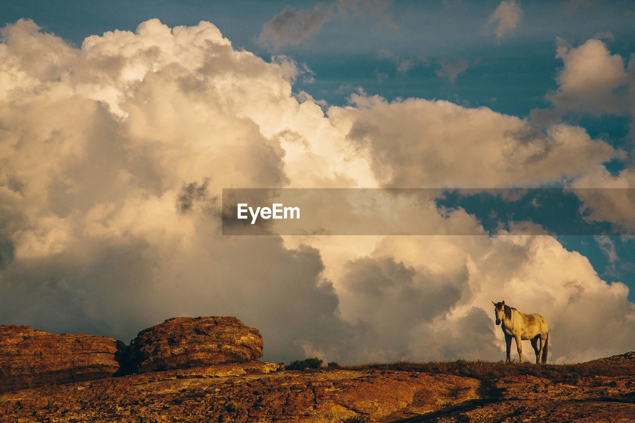 Horse standing on landscape against cloudy sky during sunset