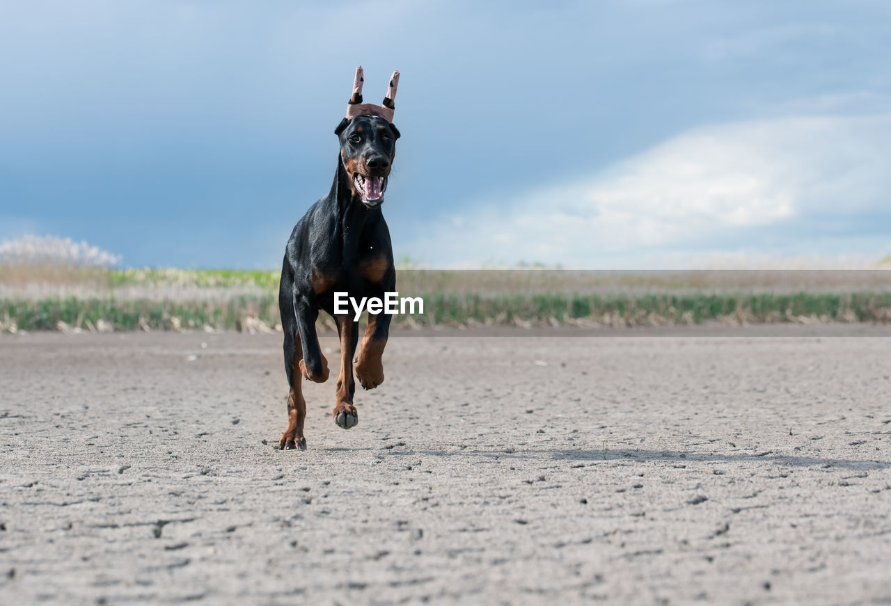 Dog running in a field