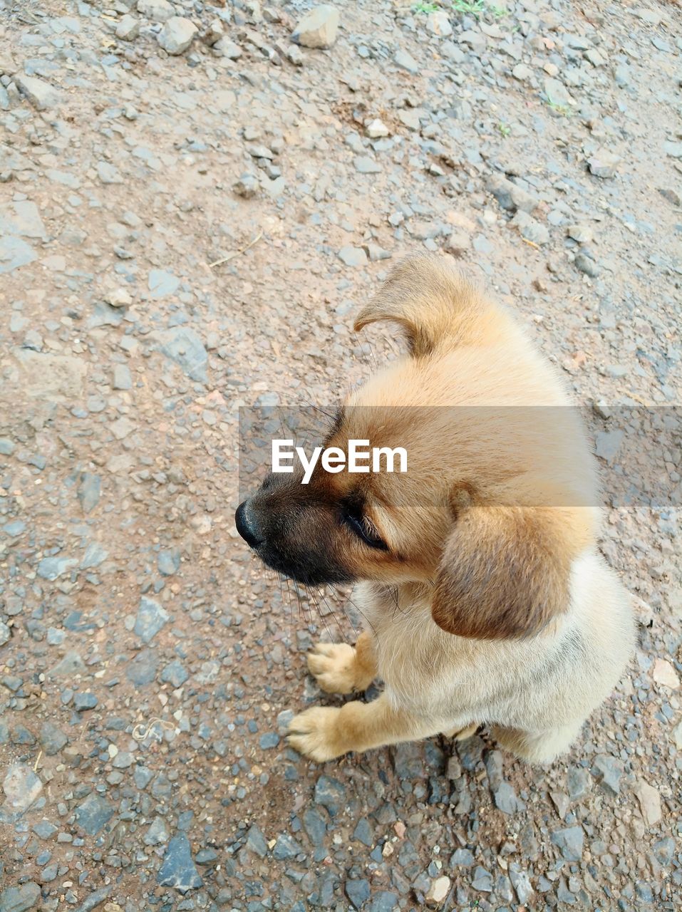 CLOSE-UP OF CUTE PUPPY