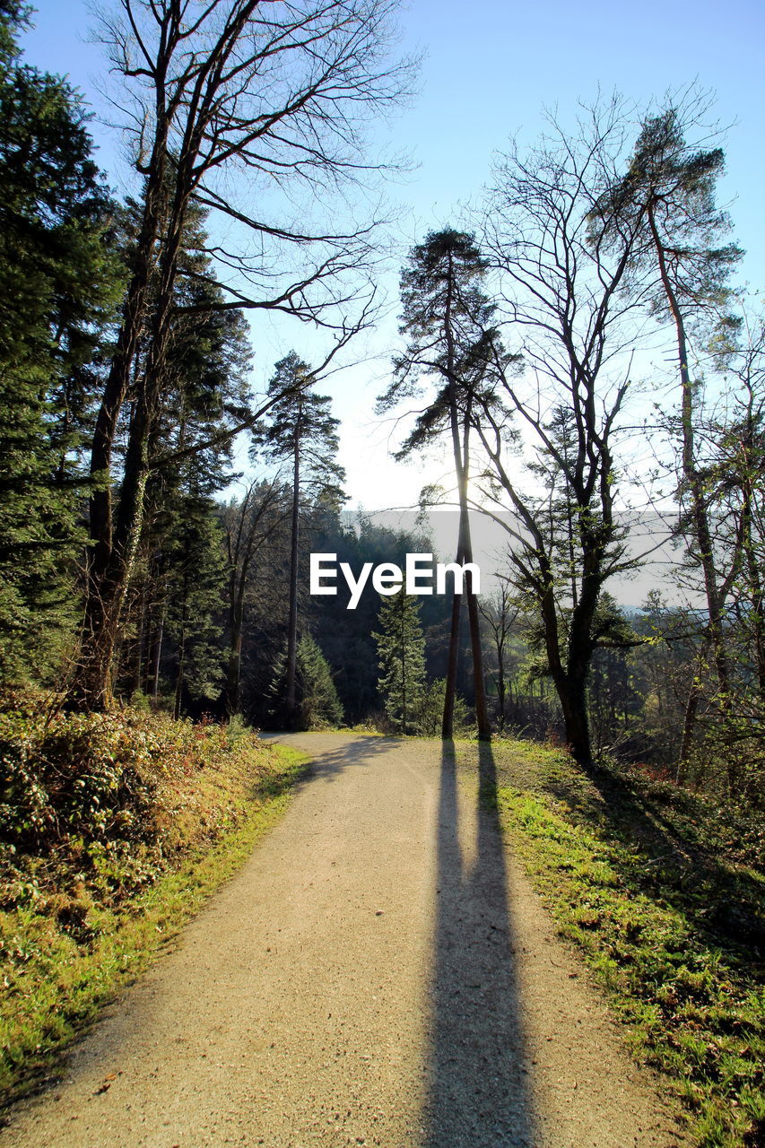 Dirt road amidst trees in forest against sky