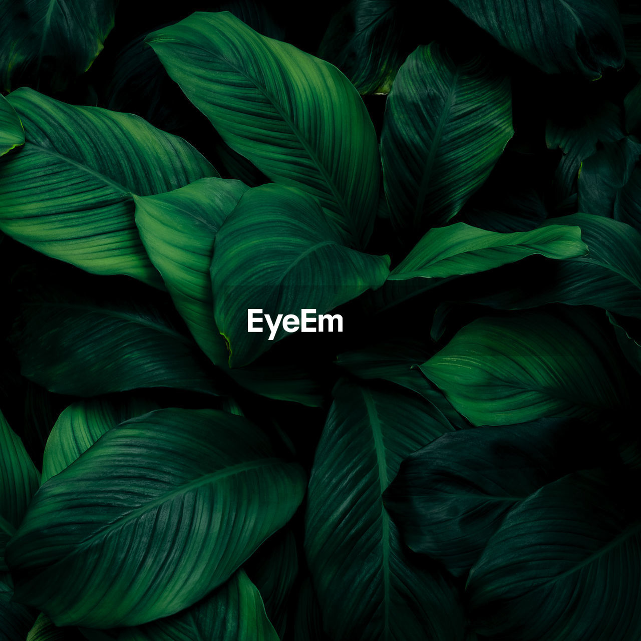 Full frame shot of green leaves