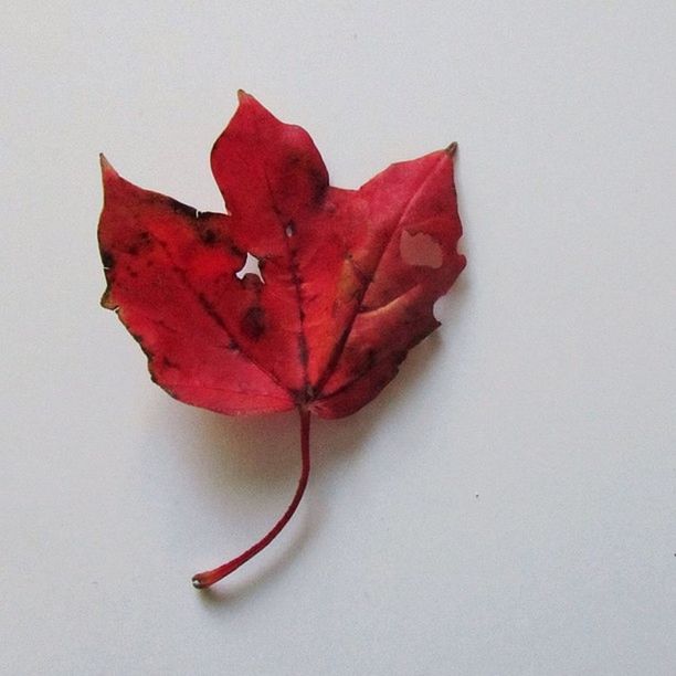 CLOSE-UP OF RED MAPLE LEAVES