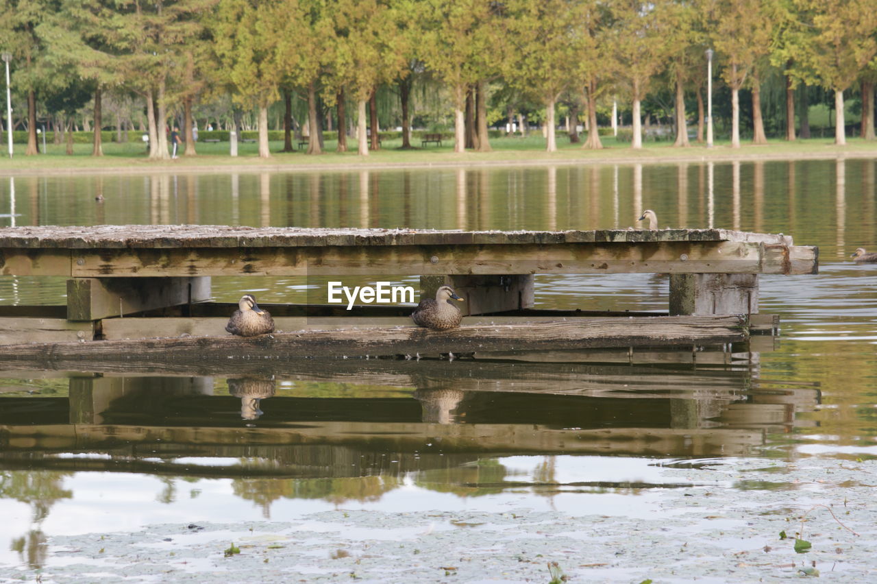 VIEW OF BIRDS OVER LAKE