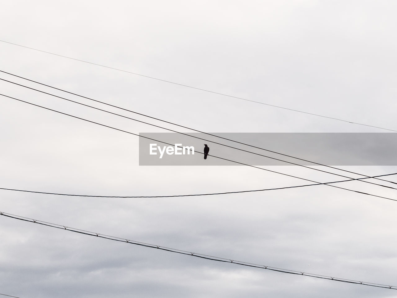 LOW ANGLE VIEW OF BIRDS ON CABLE