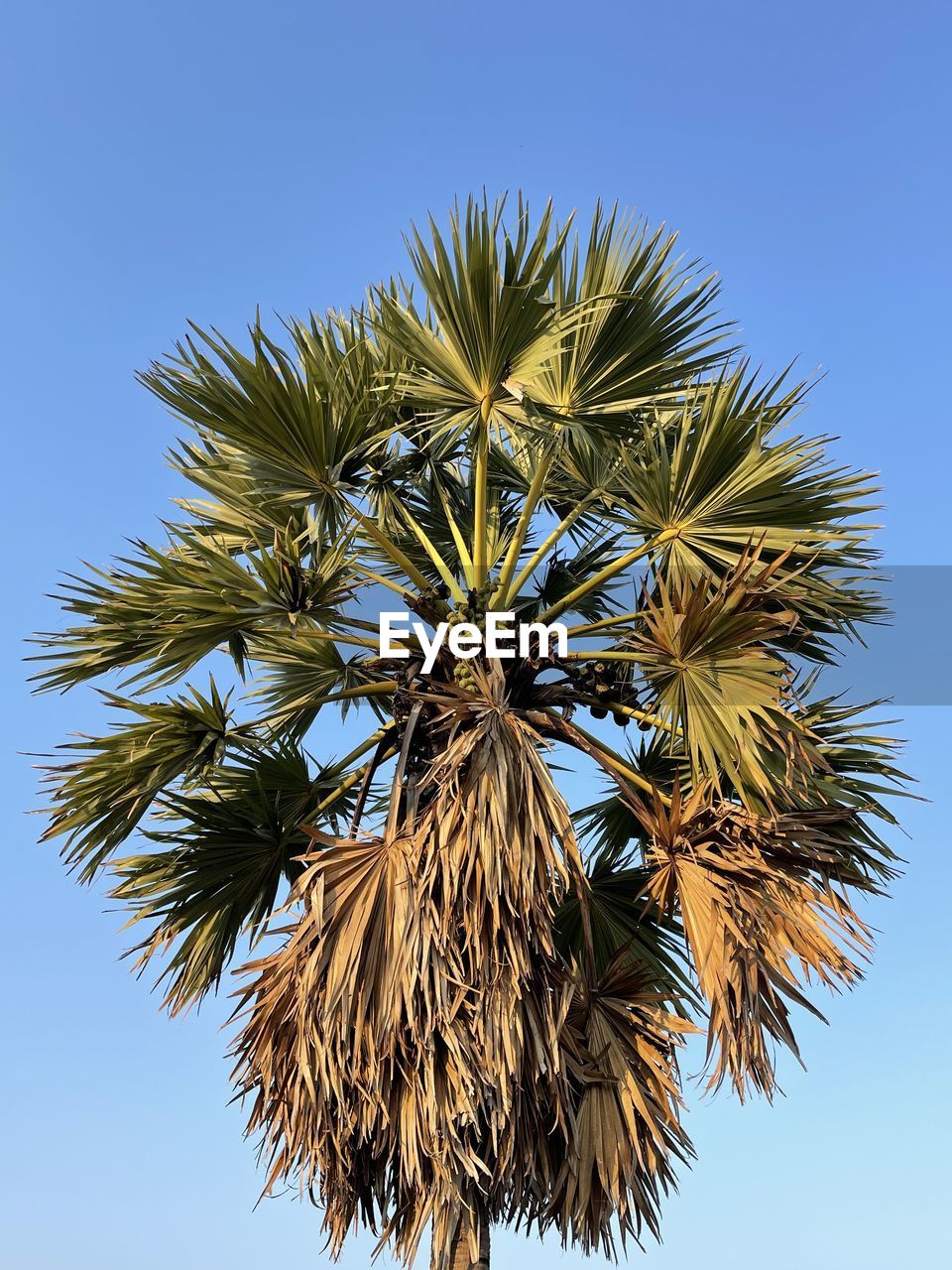 tree, palm tree, sky, plant, tropical climate, nature, branch, blue, clear sky, borassus flabellifer, no people, leaf, low angle view, sunny, palm leaf, flower, outdoors, growth, beauty in nature, close-up, day, date palm tree, food and drink, plant part, food