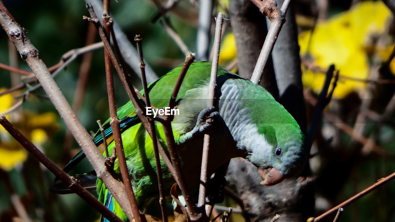 CLOSE-UP OF BIRD PERCHING ON A BRANCH