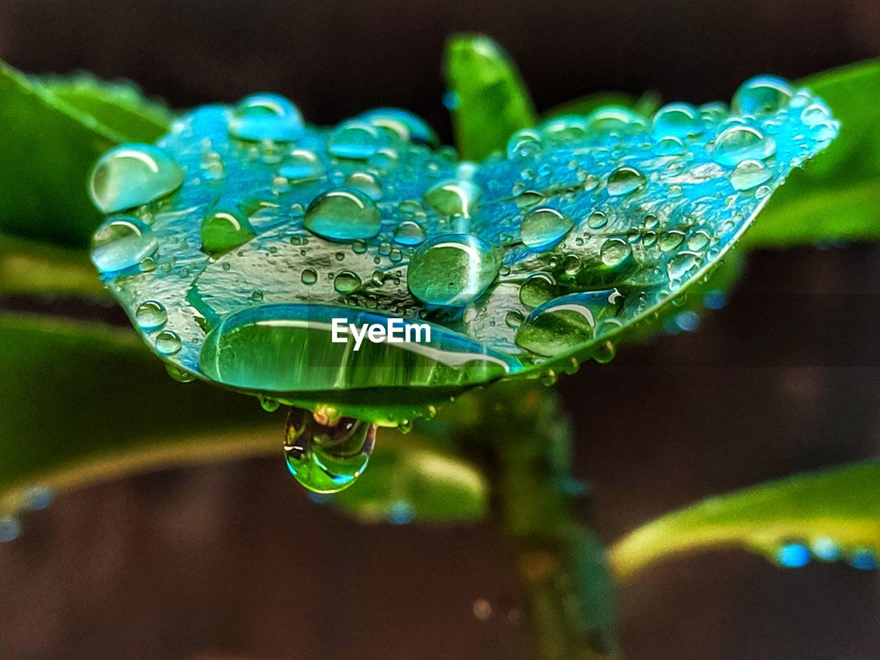 CLOSE-UP OF WATER DROPS ON FLOWER