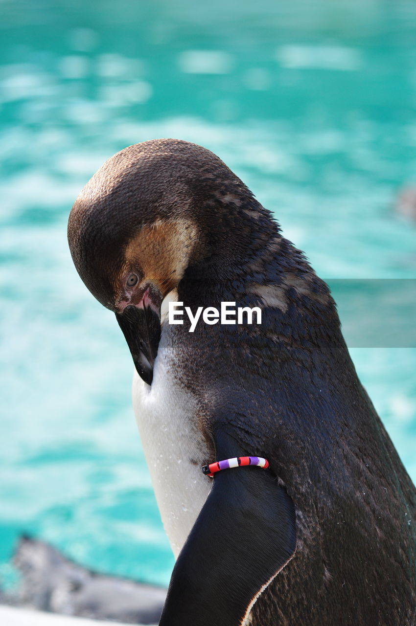 Close-up of penguin at zoo