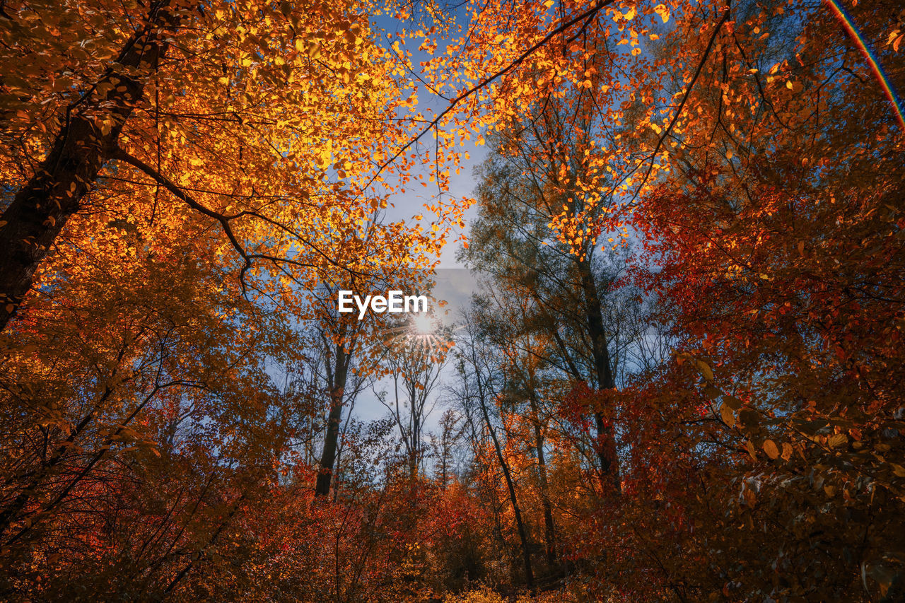 Autumn wood against scenic sun and blue sky