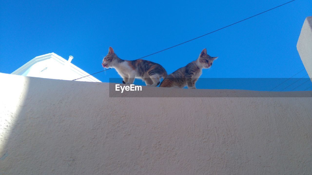Low angle view of cats on retaining wall against clear blue sky