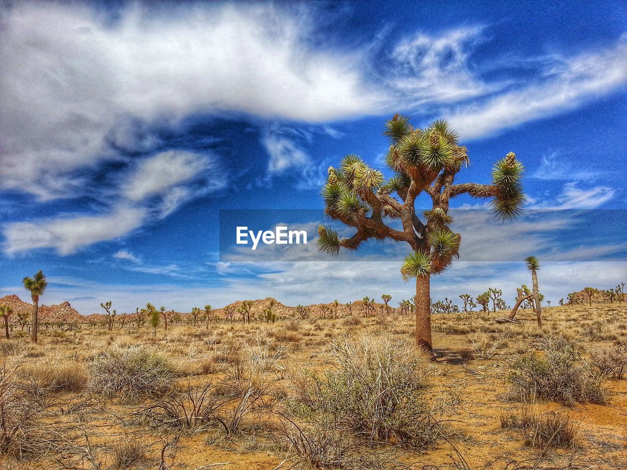 Joshua tree on landscape