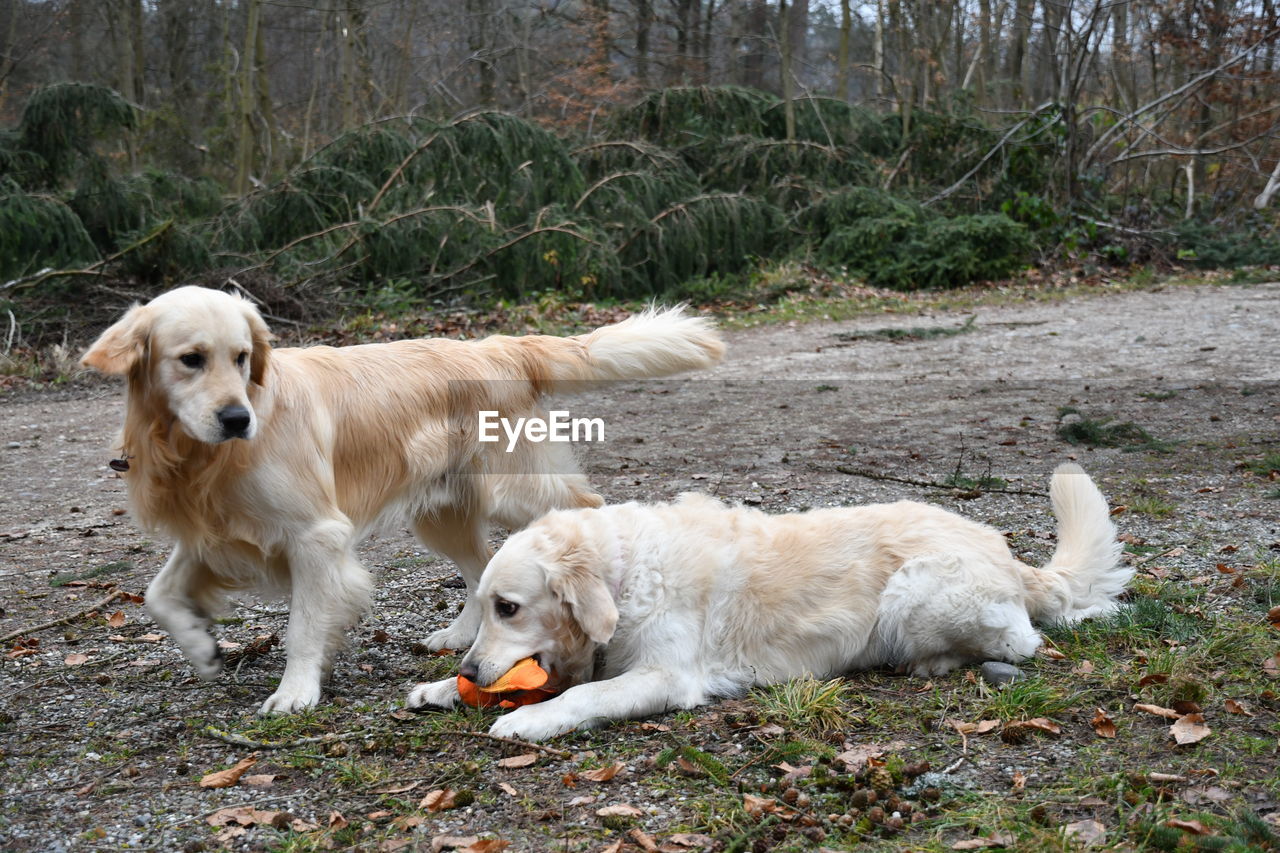 HIGH ANGLE VIEW OF GOLDEN DOGS