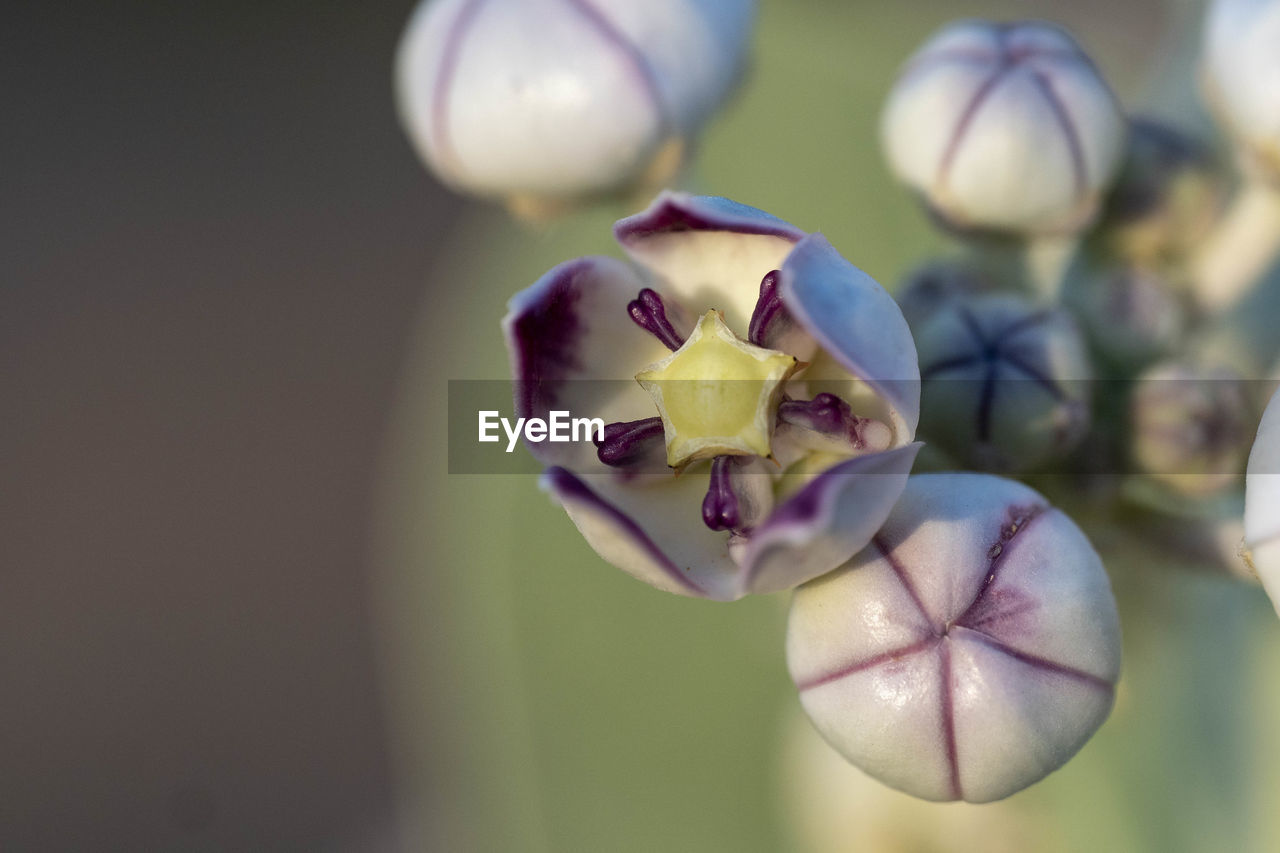 CLOSE-UP OF PURPLE ORCHID FLOWER