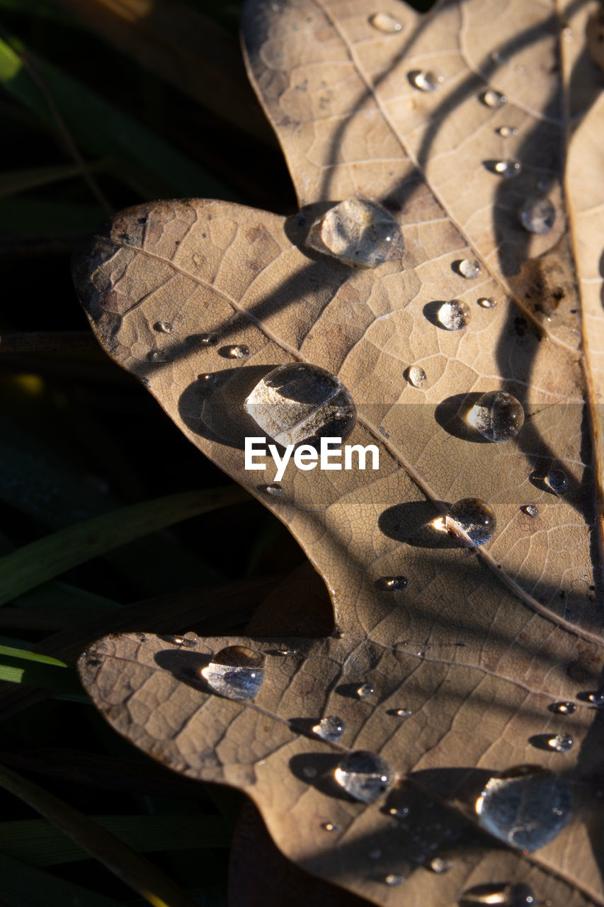 HIGH ANGLE VIEW OF LEAF