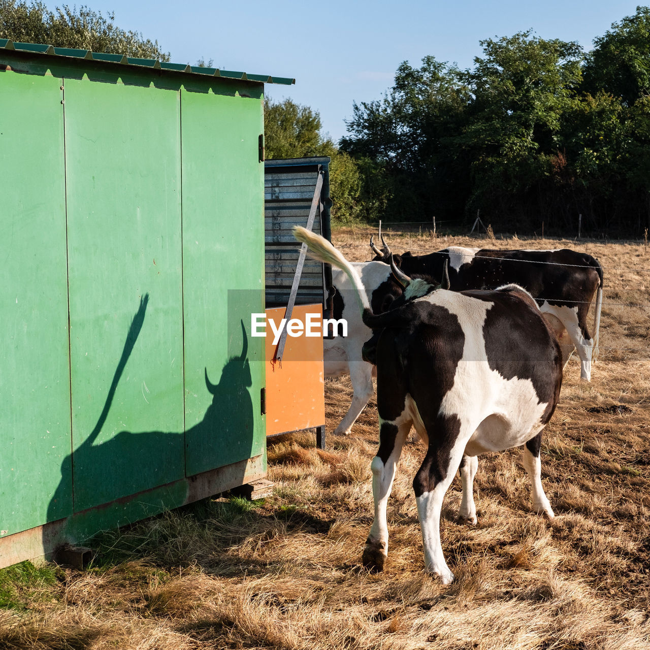 COWS STANDING IN FARM