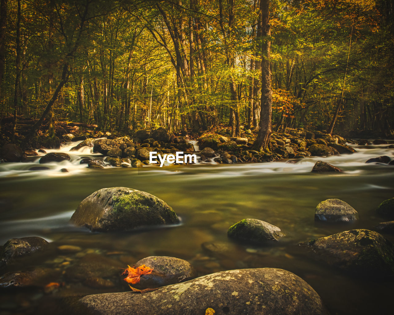 Rocks by river in forest