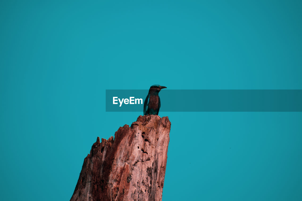 Low angle view of bird perching on wood against clear blue sky