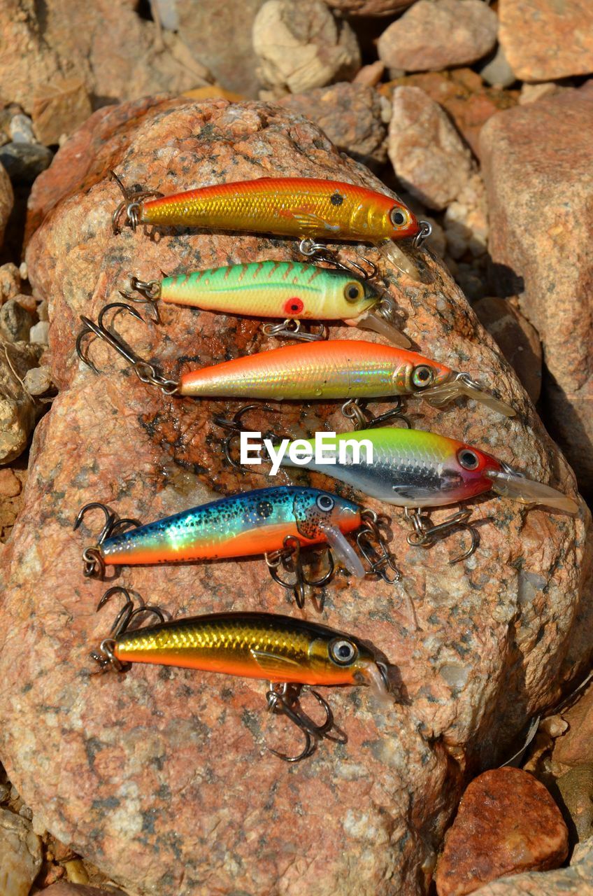 CLOSE-UP OF FISH ON ROCK