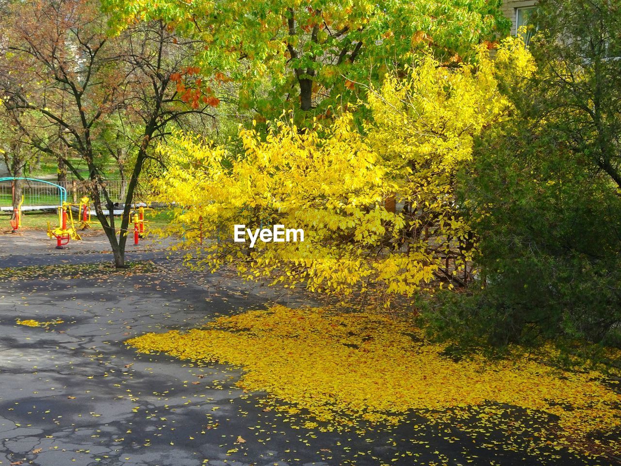 YELLOW FLOWERS GROWING ON TREE