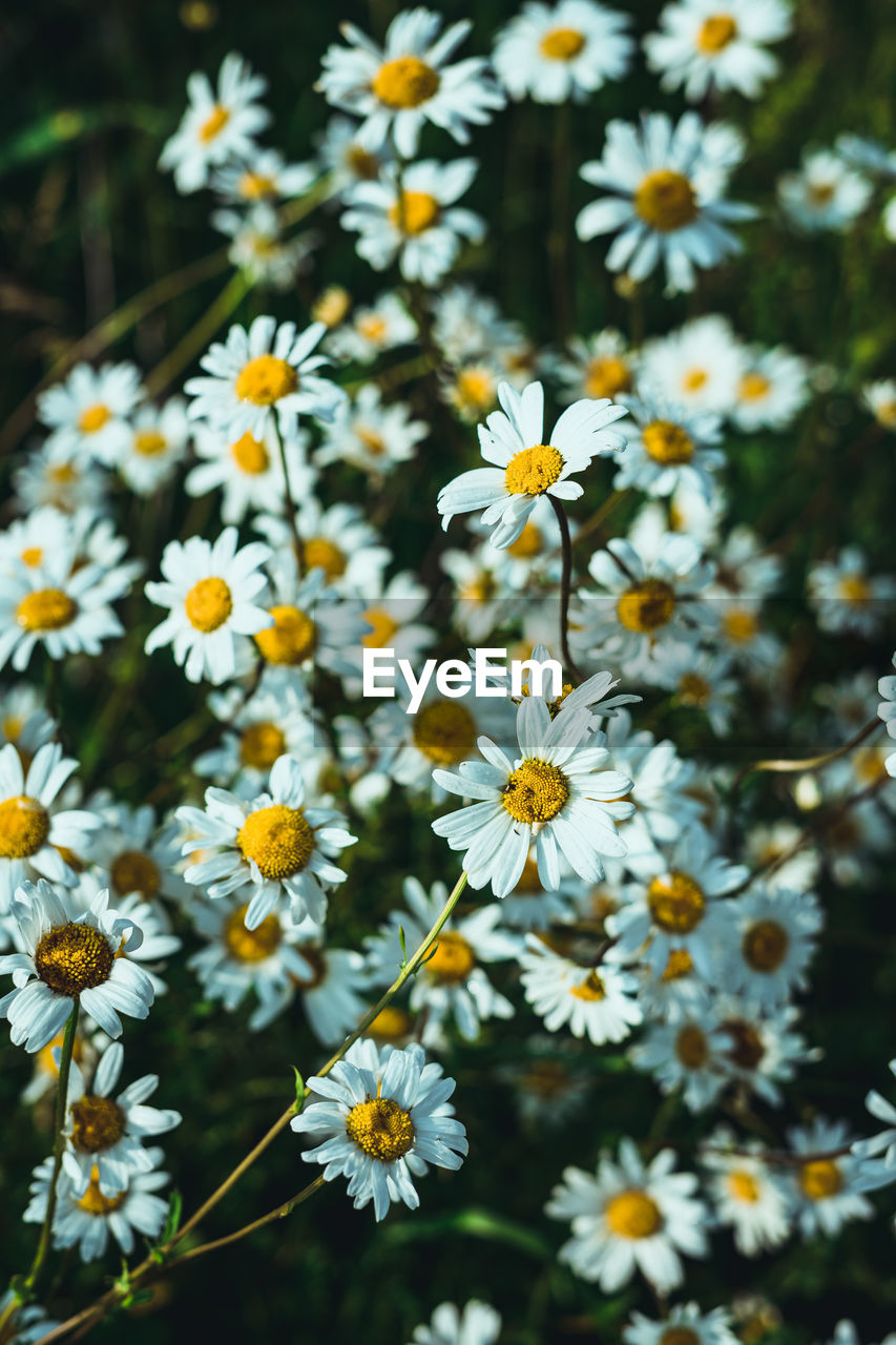 CLOSE-UP OF WHITE DAISIES