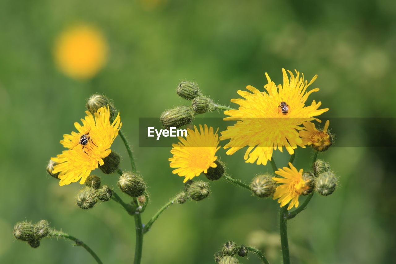 Close-up of bee pollinating on yellow flower