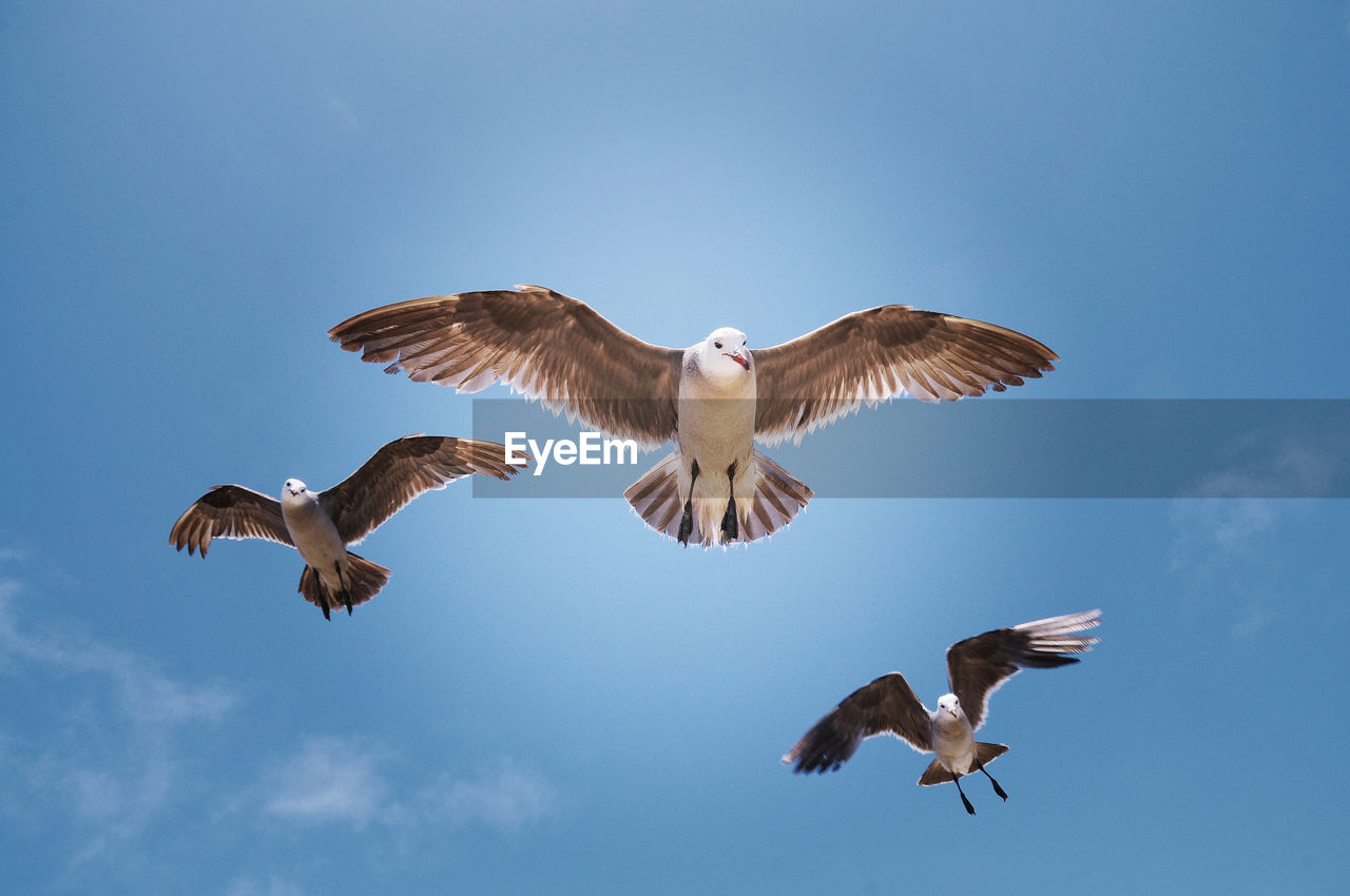 California San Francisco Seagulls Animal Themes Animal Wildlife Animals In The Wild Beauty In Nature Bird Bird Of Prey Clear Sky Day Flying Low Angle View Mid-air Morro Bay Motion Nature No People Outdoors Seagull Sky Spread Wings