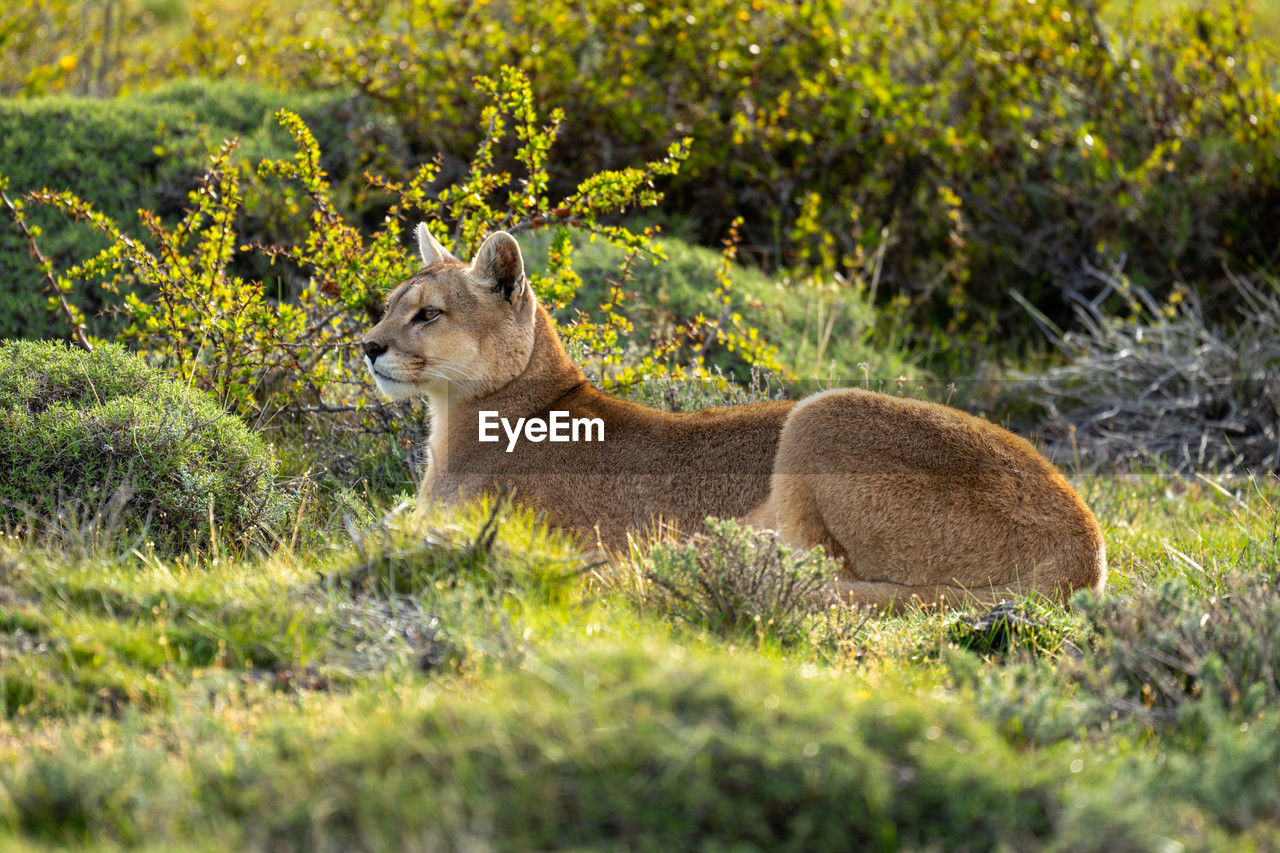 animal, animal themes, mammal, animal wildlife, wildlife, one animal, plant, no people, grass, nature, day, side view, relaxation, outdoors, land, sitting, selective focus, feline, wilderness, safari, field